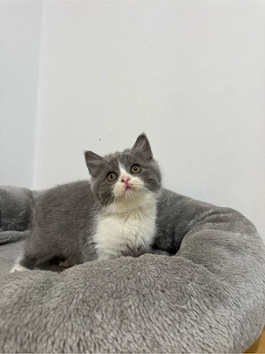Pisică british shorthair - imagine 2