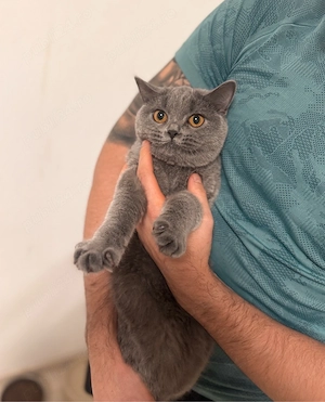 Pisică british shorthair blue - imagine 2