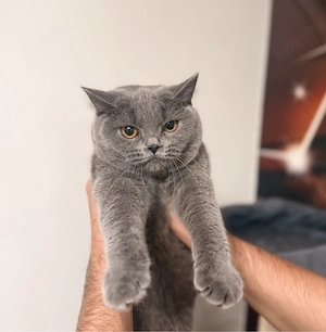 Pisică british shorthair blue