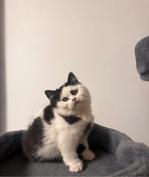 Motan superb british shorthair bicolor