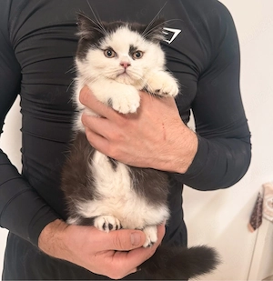 Motan superb british shorthair bicolor - imagine 3