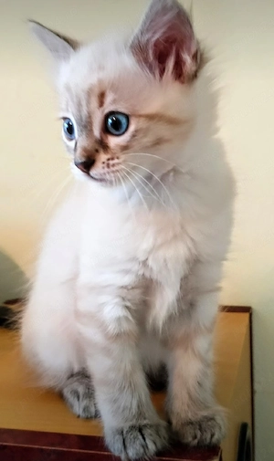 Ragdoll linx point 