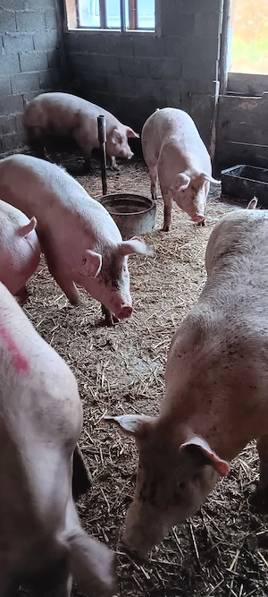 Porcii de rasa de carne.