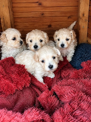 Bichon maltez Mini Toy cu deparazitare făcută.Cautam căsuța noua cu stăpâni iubitori - imagine 4