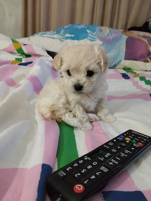 Bichon maltez Mini Toy cu deparazitare făcută.Cautam căsuța noua cu stăpâni iubitori - imagine 2