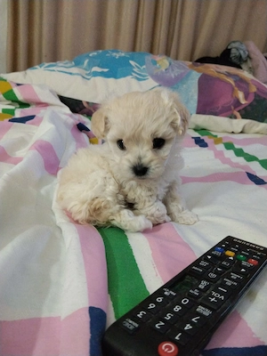 Bichon maltez Mini Toy cu deparazitare făcută.Cautam căsuța noua cu stăpâni iubitori - imagine 5