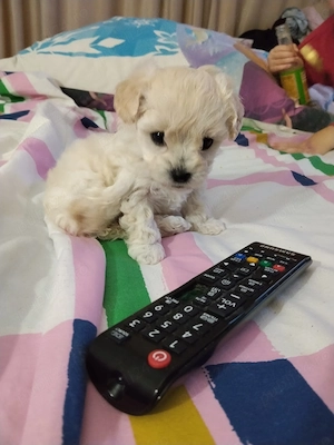 Bichon maltez Mini Toy cu deparazitare făcută.Cautam căsuța noua cu stăpâni iubitori - imagine 3