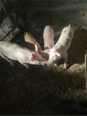 purcei de vânzare