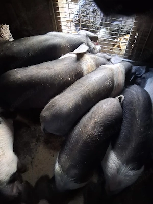 purcei bazna