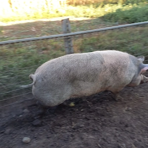 vand  scrofita in jur la 250 kg