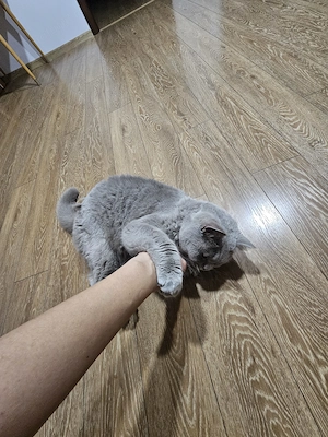Pisică metis british shorthair  - imagine 2