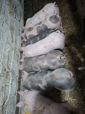 Vand purcei