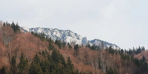 Teren 2000 mp Săticu de Sus   Deschidere Râul Dâmbovița & Drum Forestier (Valea lui Ivan) - imagine 2