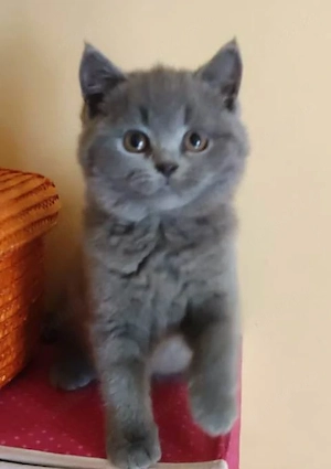 Pui British Shorthair - imagine 2