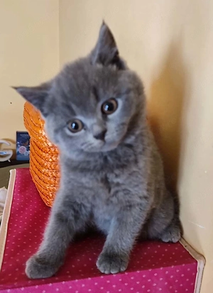 Pui British Shorthair