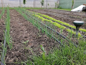 Casă individuală parter Sânandrei   Teren 700 mp   Direct Proprietar - imagine 5