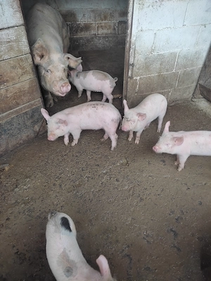 Purcei de vânzare de 8 săptămâni  - imagine 2