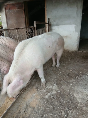 Vând porc de carne