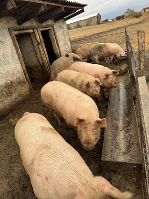 Porci între 100 și 200 kg 