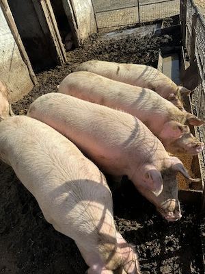 Porci între 100 și 200 kg  - imagine 3