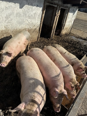 Porci între 100 și 200 kg  - imagine 4
