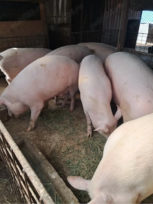 Porci de vânzare pentru Crăciun