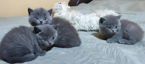Pui British Shorthair - imagine 3