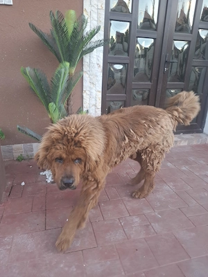 Vand Mastiff Tibetan - imagine 2