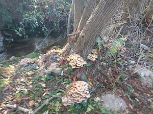 vand ghebe(opintici)