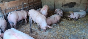 Porci de rasa,de carne.