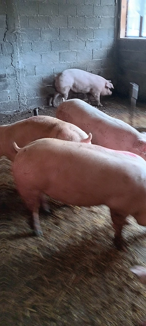 Porci de rasa,de carne. - imagine 3