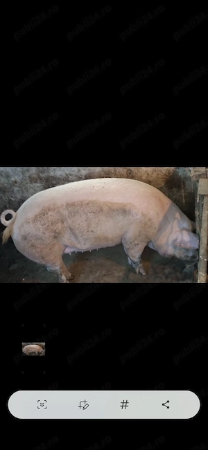 Purcea Landrace de vanzare 