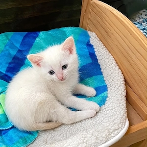 Ragdoll jucaus 