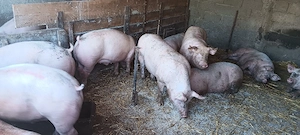 Porci de rasa,de carne