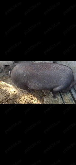 Purcea Metis Duroc - imagine 3