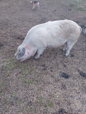 Porci de vânzare
