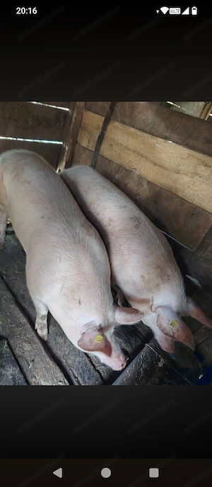 Vand porc crescuți bio