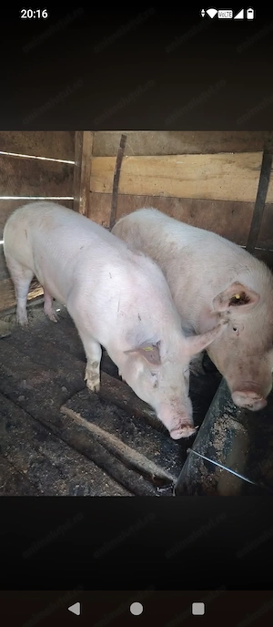 Vand porc crescuți bio - imagine 2