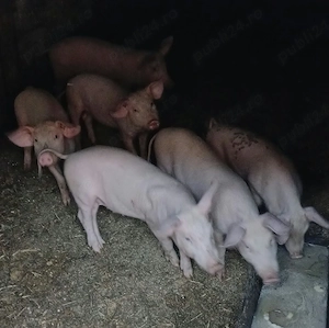 Purcei de vanzare 3 luni 350 buc