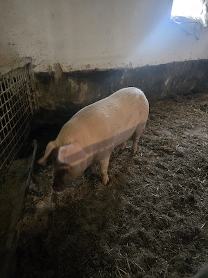 Scroafa gestanta 250 kg