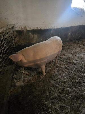 Scroafa gestanta 250 kg - imagine 2