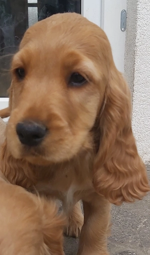 Cocker spaniel englez  - imagine 3