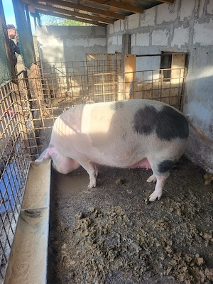 Scroafa de vanzare