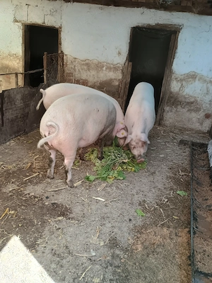 De vânzare ,porci,purcei - imagine 2