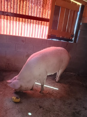 De vânzare ,porci,purcei