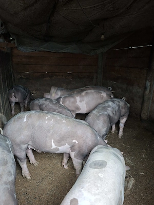 Purcei de vanzare