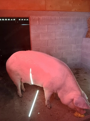 De vânzare porci!