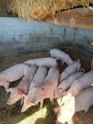 De vânzare porci! - imagine 2