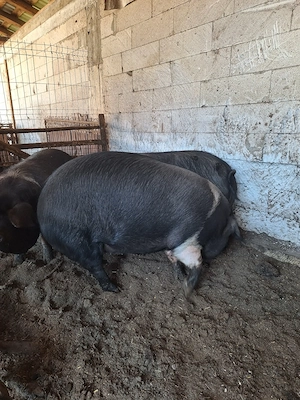 Porci bazna de vânzare  - imagine 3