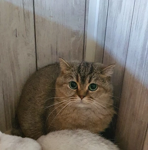 Adoptie pisica british sterilizata!